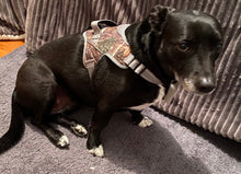 Load image into Gallery viewer, Patented Realtree Hart Harness Edge - mydoggytales.com