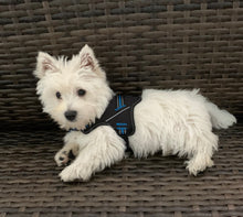Load image into Gallery viewer, Patented Hart Harness Blue - mydoggytales.com