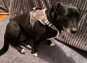 Patented Realtree Hart Harness Edge - mydoggytales.com