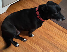 Load image into Gallery viewer, Realtree Adjustable Dog Collar Paradise Pink - mydoggytales.com
