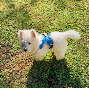 Patented Realtree Hart Harness Surf Blue - mydoggytales.com