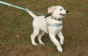 Realtree Adjustable Dog Collar Sea Glass - mydoggytales.com