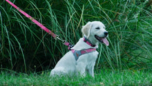 Load image into Gallery viewer, Realtree Classic Leash Paradise Pink - mydoggytales.com
