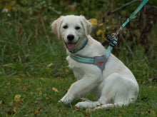 Load image into Gallery viewer, Realtree Sea Glass Green Leash - mydoggytales.com
