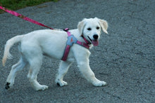 Load image into Gallery viewer, Realtree Step In V Harness Paradise Pink - mydoggytales.com
